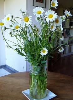 Marguerites.