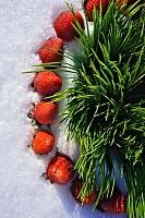 Les fraises sur la neige ...