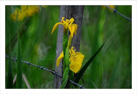 Le Cailar, Pont des Tourradons, Iris d'eau