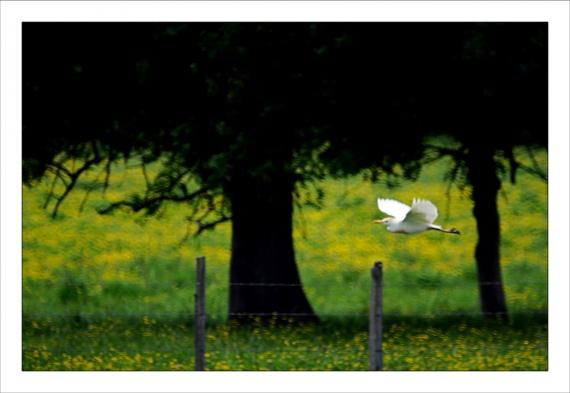 Le Cailar, Pont des Tourradons, Iris d'eau