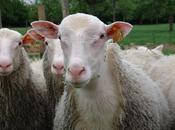 Cherchez mouton francais pensent tout