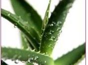 sirop d’agave mieux sucre blanc