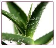 Le sirop d’agave : une alternative au sucre blanc