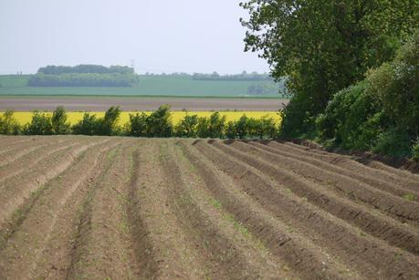 P1030181 Des images de la plantation chez Audouin