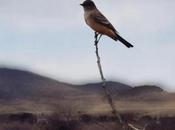 Pour faire portrait d’un oiseau selon Jean-Luc Mylayne