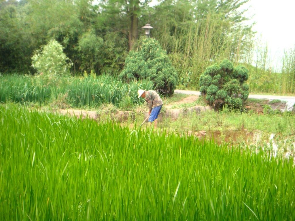 植物园 Jardin Botanique (II)