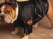 Good as... chien aime bouffe