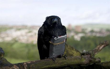 we are 4 lions crowe We are 4 Lions, critique