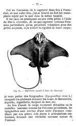 Bulletin de la Société des naturalistes parisiens (1911-1912, n° 8-9)