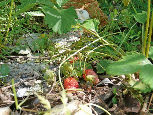 Le désherbage est de rigueur : journal du 13 mai 2011