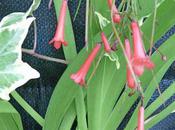 désherbage rigueur journal 2011