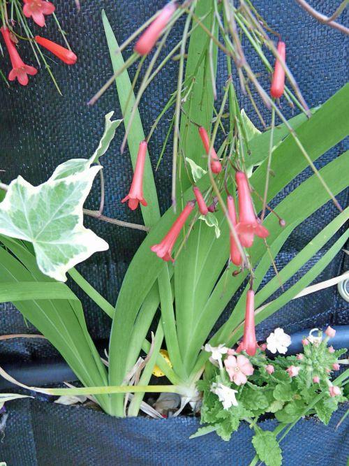 Le désherbage est de rigueur : journal du 13 mai 2011