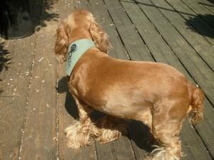 bandana cocker bandana chien moyen