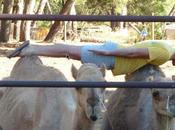 Planking Facebook fait planche