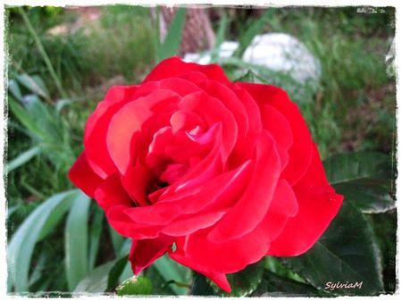 rose_rouge_2