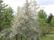 Elaeagnus pungens 'Quick Silver'