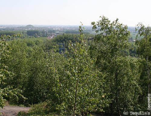 Terril Sabatier à Raismes (59)