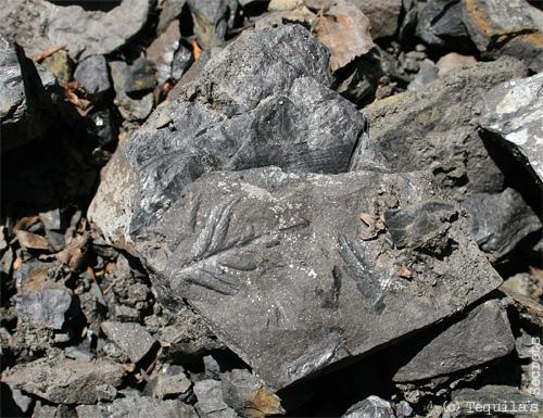 Terril Sabatier à Raismes (59)