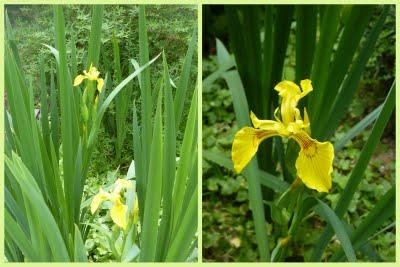 La saison est tellement belle que la vie se passe au jard...