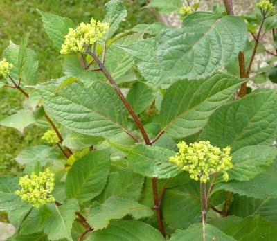 La saison est tellement belle que la vie se passe au jard...