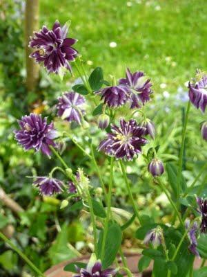 La saison est tellement belle que la vie se passe au jard...