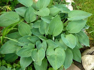 La saison est tellement belle que la vie se passe au jard...