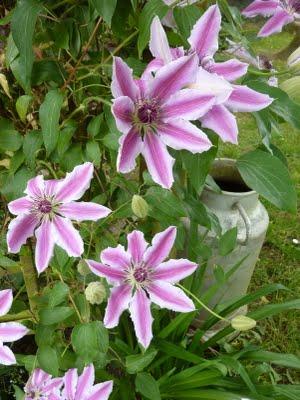 La saison est tellement belle que la vie se passe au jard...