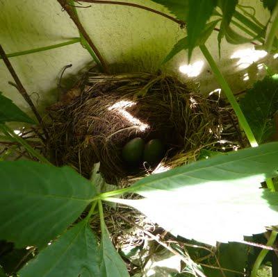 La saison est tellement belle que la vie se passe au jard...