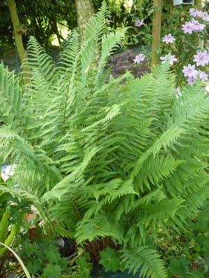 La saison est tellement belle que la vie se passe au jard...