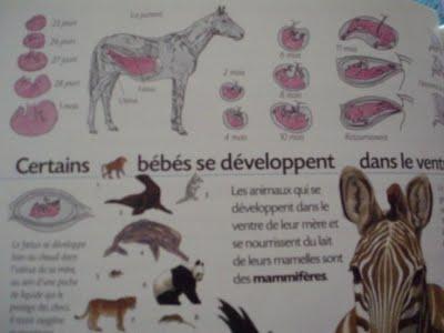 Comment naissent les animaux: ovipare ou vivipare*