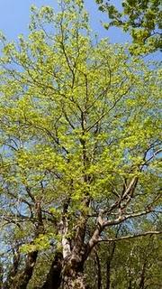 La Saint Nicolas autrement