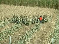 Ces Voix Humaines Qui Ne Sont Plus Que Des Échos.