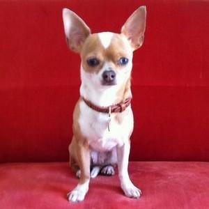 collier chihuahua