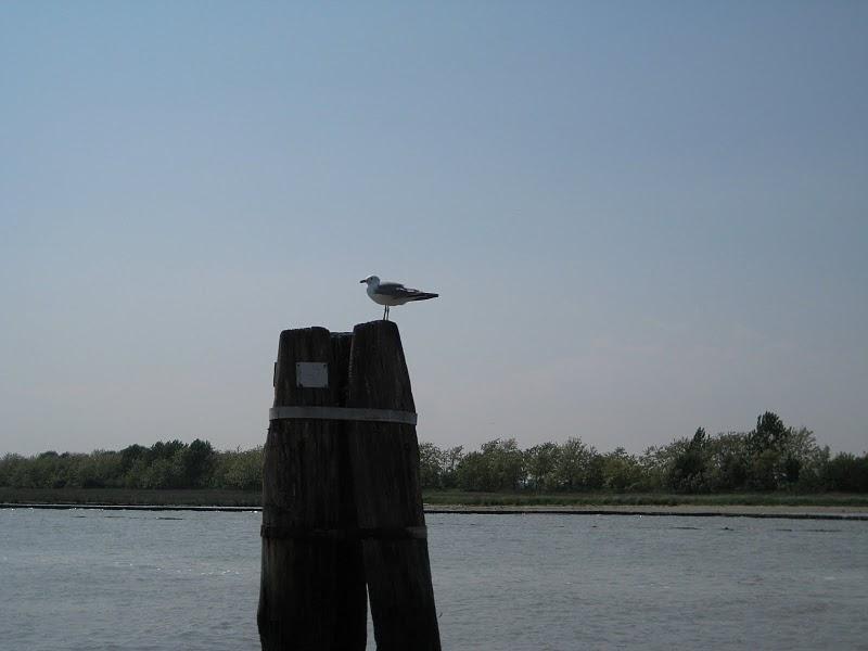 Canal de Tessera, ils me souhaitaient la bienvenue !