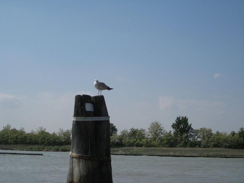 Canal de Tessera, ils me souhaitaient la bienvenue !