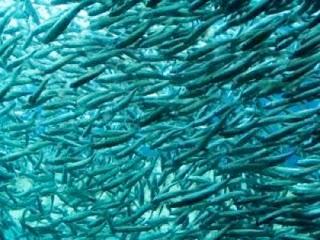 Suppression de la “taxe poisson”