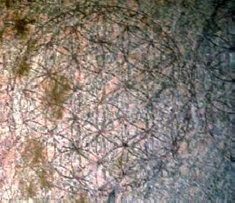 La Fleur de Vie – Les Origines