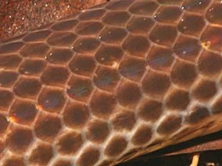 La Fleur de Vie – Les Origines