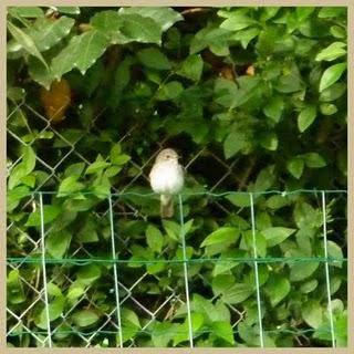 Gobe mouche Gris m'est-il  fidèle ?...En t...