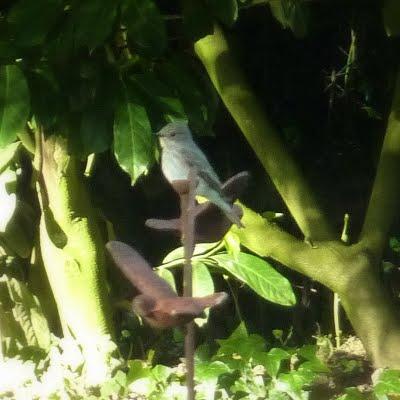 Gobe mouche Gris m'est-il  fidèle ?...En t...