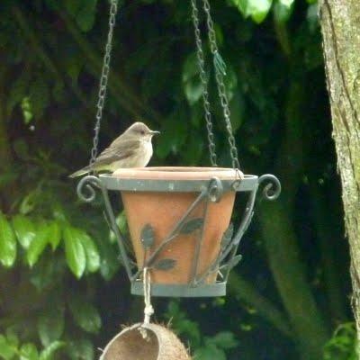 Gobe mouche Gris m'est-il  fidèle ?...En t...
