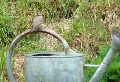 Gobe mouche Gris m'est-il  fidèle ?...En t...
