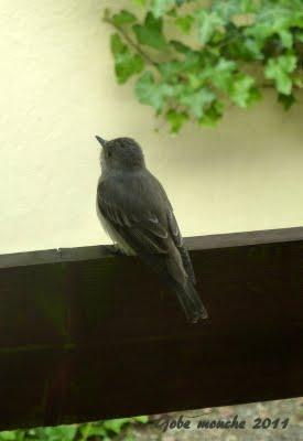 Gobe mouche Gris m'est-il  fidèle ?...En t...