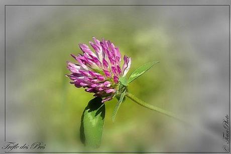Trefle-des-pres-02.jpg