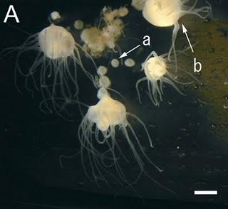 Pullulation de méduses, l'exemple de la méduse d'Echizen.