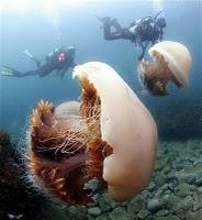Pullulation de méduses, l'exemple de la méduse d'Echizen.