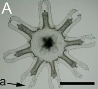 Pullulation de méduses, l'exemple de la méduse d'Echizen.
