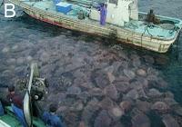 Pullulation de méduses, l'exemple de la méduse d'Echizen.