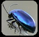 scarabee-bleu-10.04.png