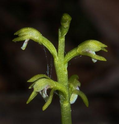 Deux petites orchidées vosgiennes : Corallorrhisa trifida et Listera cordata